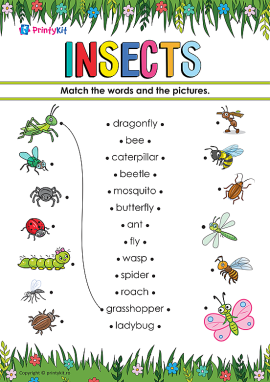 Insects (Insecte) – match words and pictures