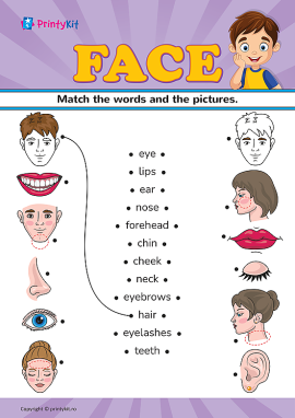 Face (Chipul): învățăm denumirile părților feței în limba engleză