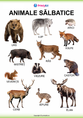 Animale sălbatice: afiș ilustrativ pentru copii