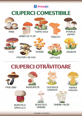 Ciuperci comestibile și otrăvitoare – afiș informativ și ilustrativ