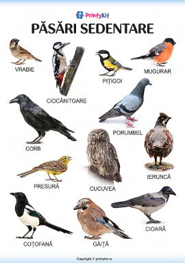 Păsări sedentare – poster informativ vizual