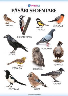 Păsări sedentare – poster informativ vizual