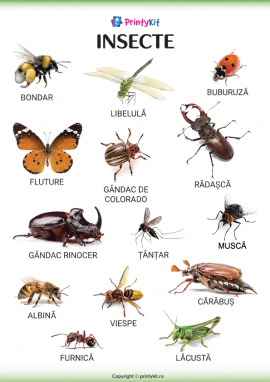 Insecte: poster informativ ilustrativ