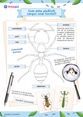 Anatomia insectelor: fișă de colorat
