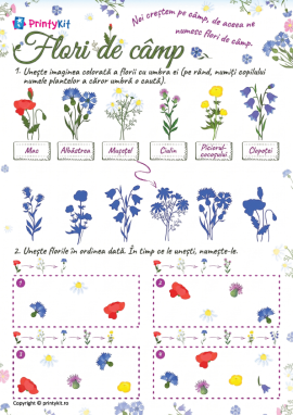 Învățăm florile de câmp