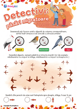 Urmele păsărilor călătoare: învățăm direcția de mișcare
