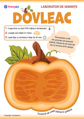 Activitate practică cu semințe de dovleac