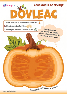 Activitate practică cu semințe de dovleac