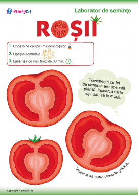 Activitate practică cu semințe de roșii