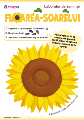 Activitate practică cu semințe de floarea-soarelui