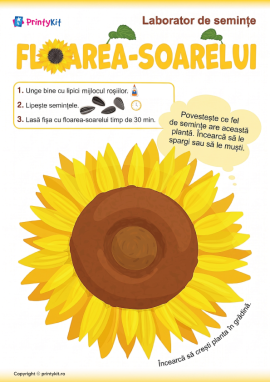 Activitate practică cu semințe de floarea-soarelui