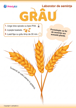 Activitate practică cu semințe de grâu