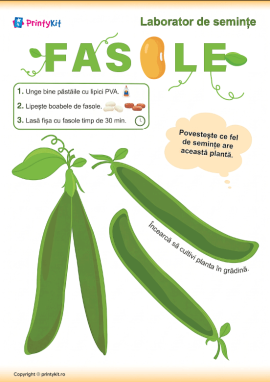 Activitate practică cu semințe de fasole