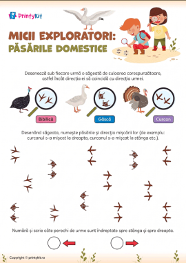 Urmele păsărilor domestice: învățăm direcția de deplasare