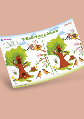 Păsările de pădure: găsim diferențele