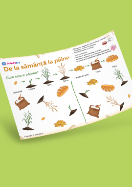 Neuroactivitate și ordine: de la sămânță la pâine