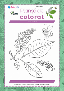 Planșă de colorat „Mălin”