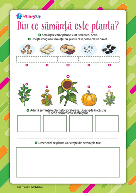 Din ce semințe crește planta: lumea plantelor