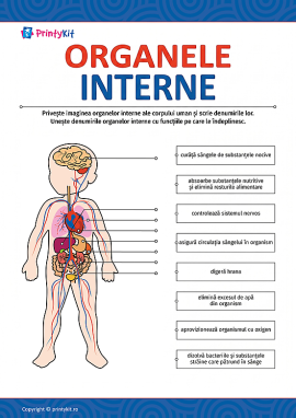 Studiem organele interne ale corpului uman